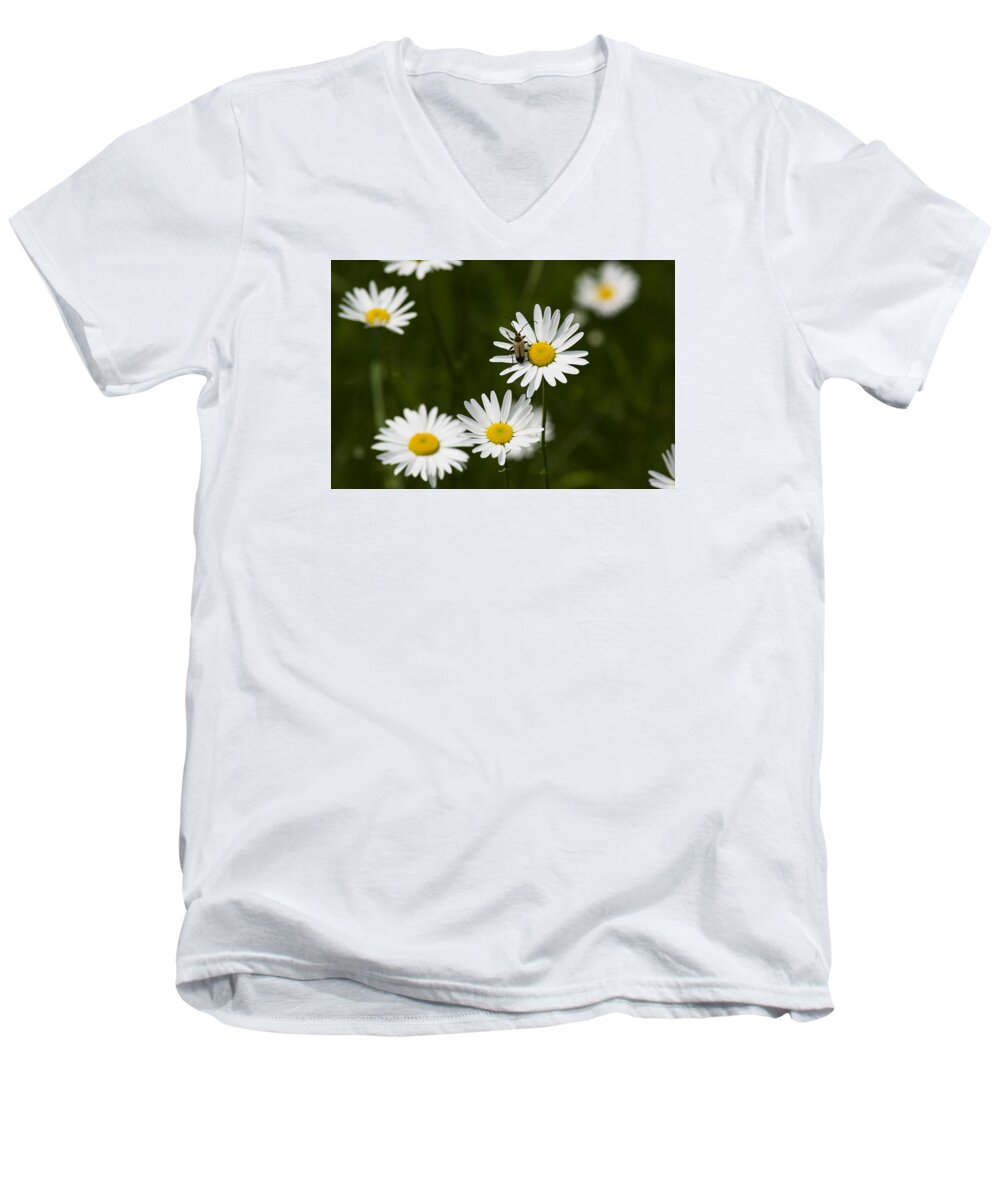  Men's V-Neck T-Shirt featuring the photograph Daisy visitor by Dan Hefle