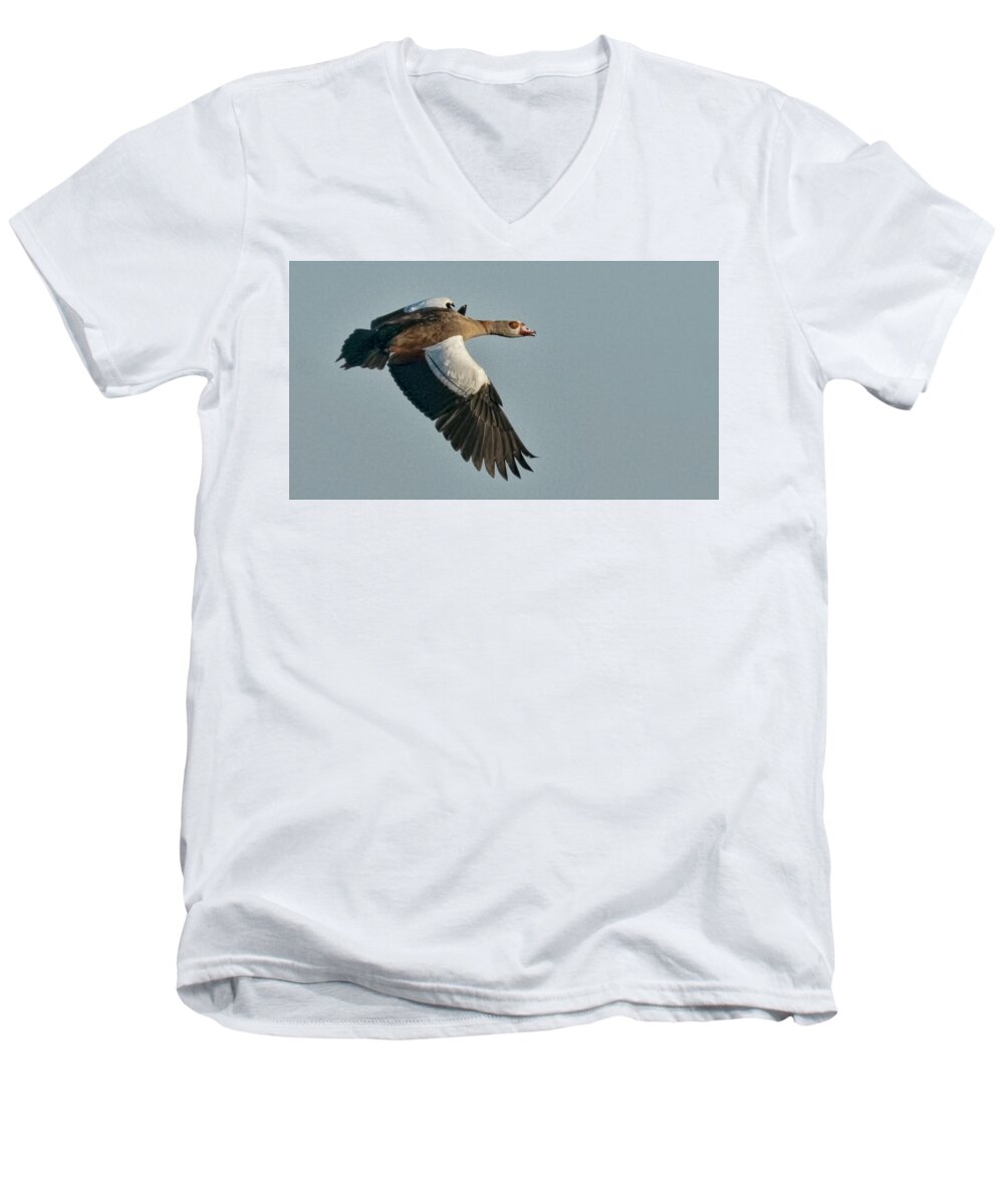 Goose Men's V-Neck T-Shirt featuring the photograph Egyptian Goose by Don Durfee