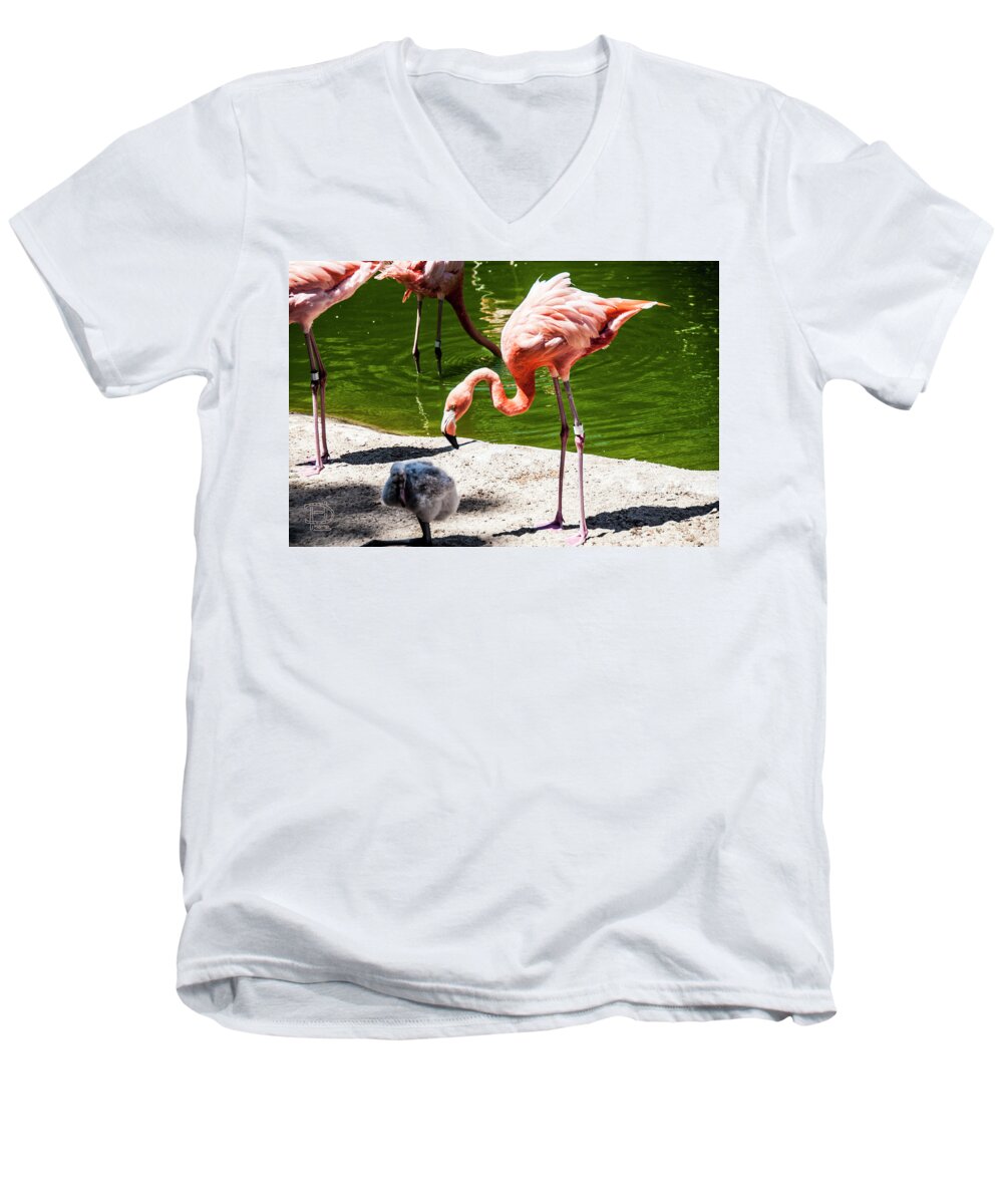  Flamingoamerican Flamingo Men's V-Neck T-Shirt featuring the photograph Flamingo with Chick by Daniel Hebard