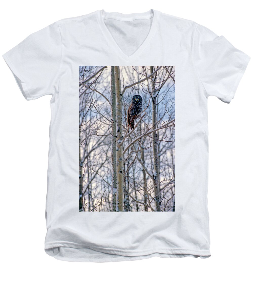 Canada Men's V-Neck T-Shirt featuring the photograph Great Grey Owl by Doug Gibbons