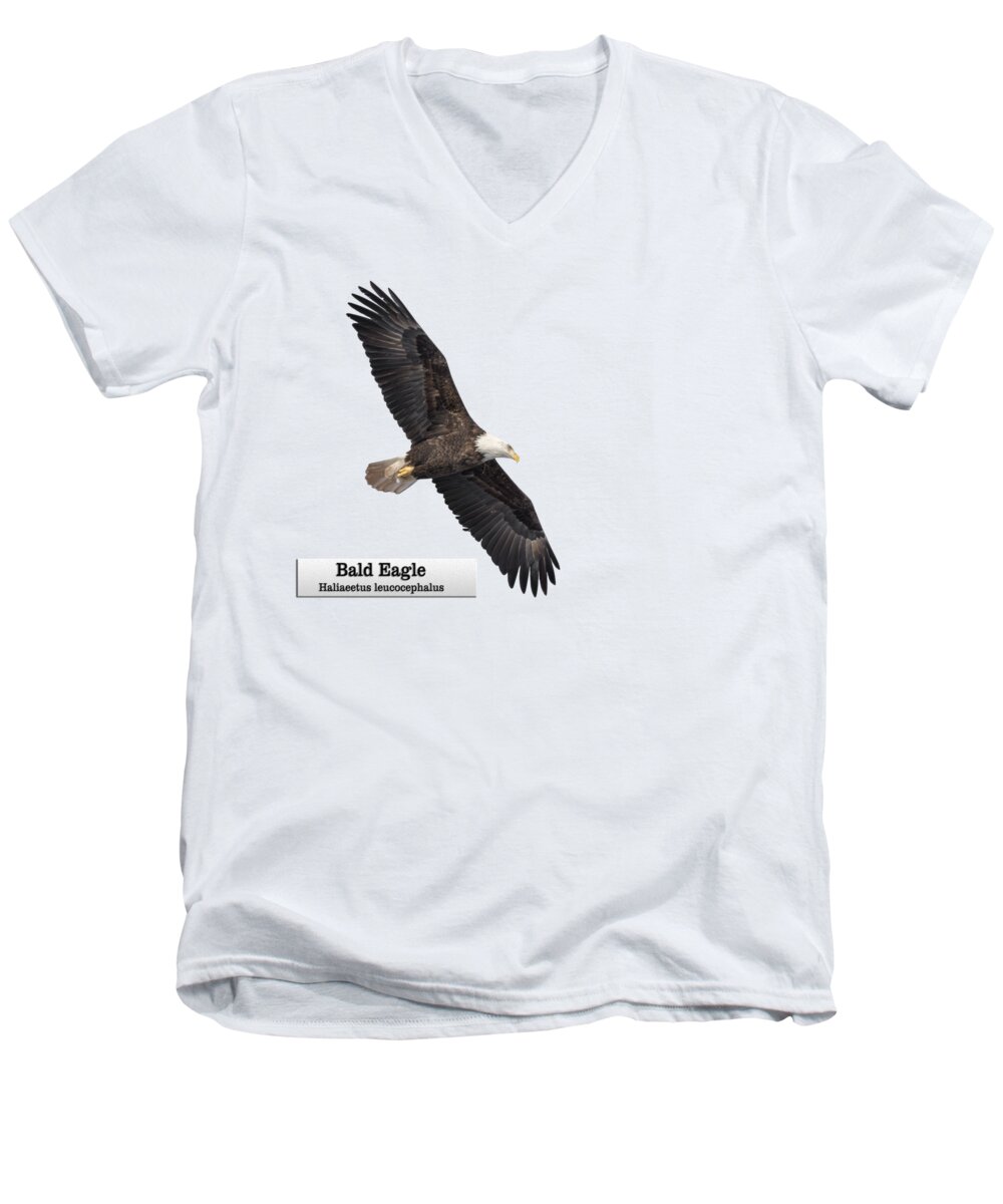 Bald Eagle Men's V-Neck T-Shirt featuring the photograph Isolated Bald Eagle 2018-1 by Thomas Young