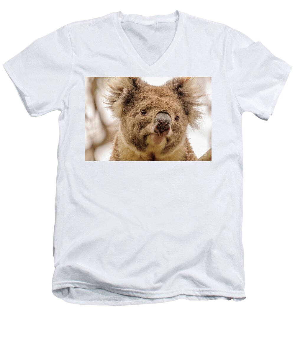 Koala Men's V-Neck T-Shirt featuring the photograph Koala 4 by Werner Padarin