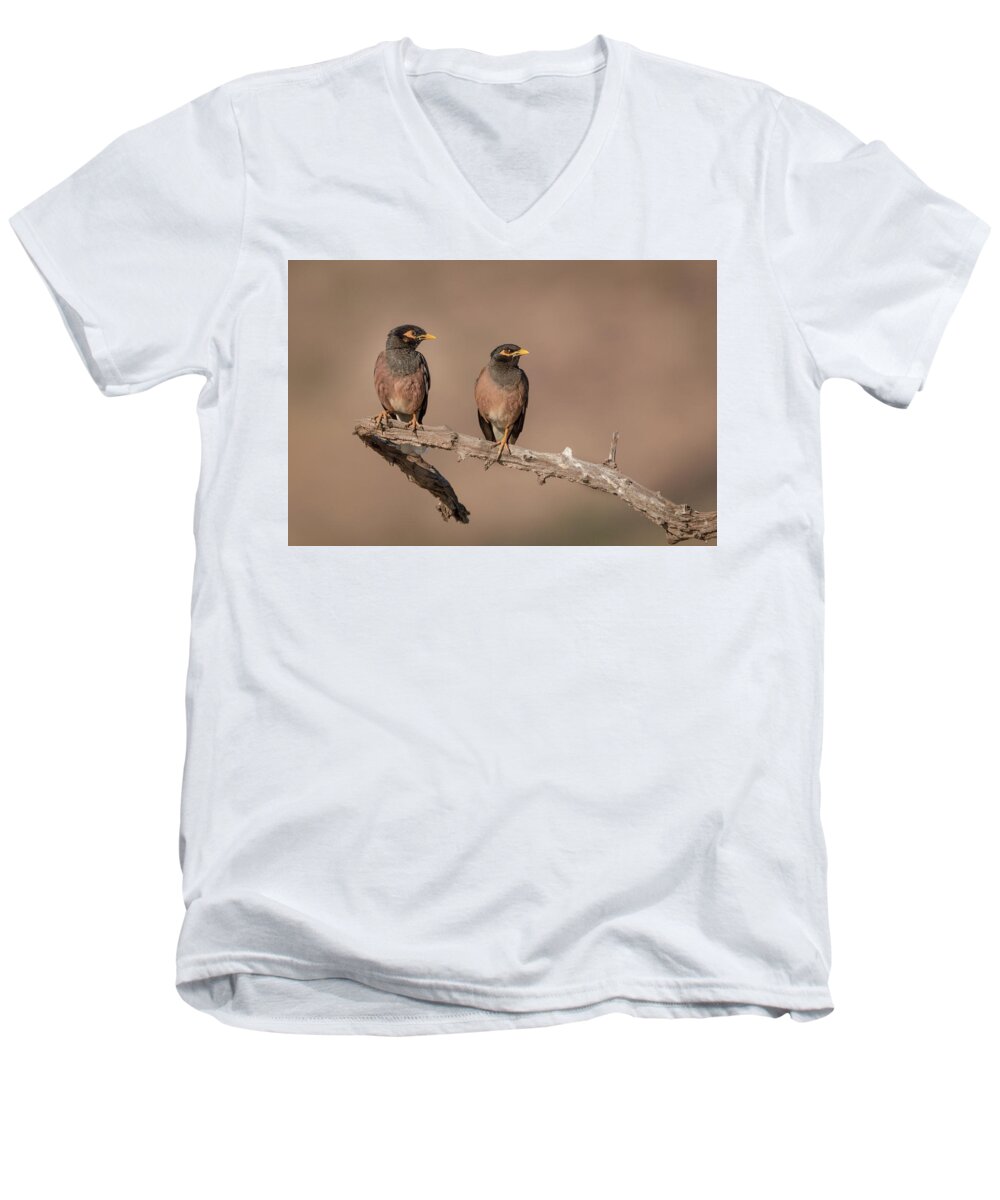 Acridotheres Tristis Men's V-Neck T-Shirt featuring the photograph Myna Pair by James Capo