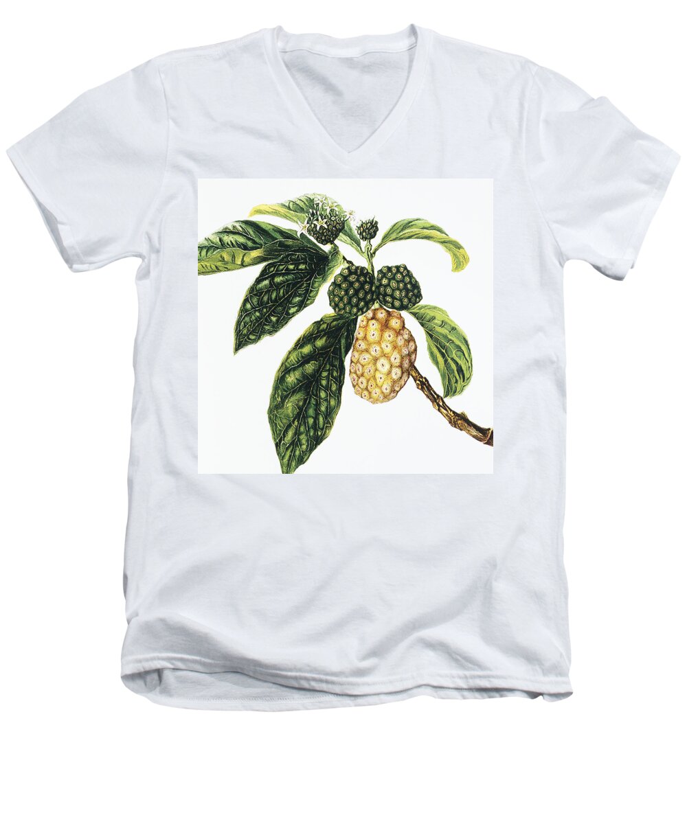 1890 Men's V-Neck T-Shirt featuring the painting Noni Fruit by Hawaiian Legacy Archive - Printscapes