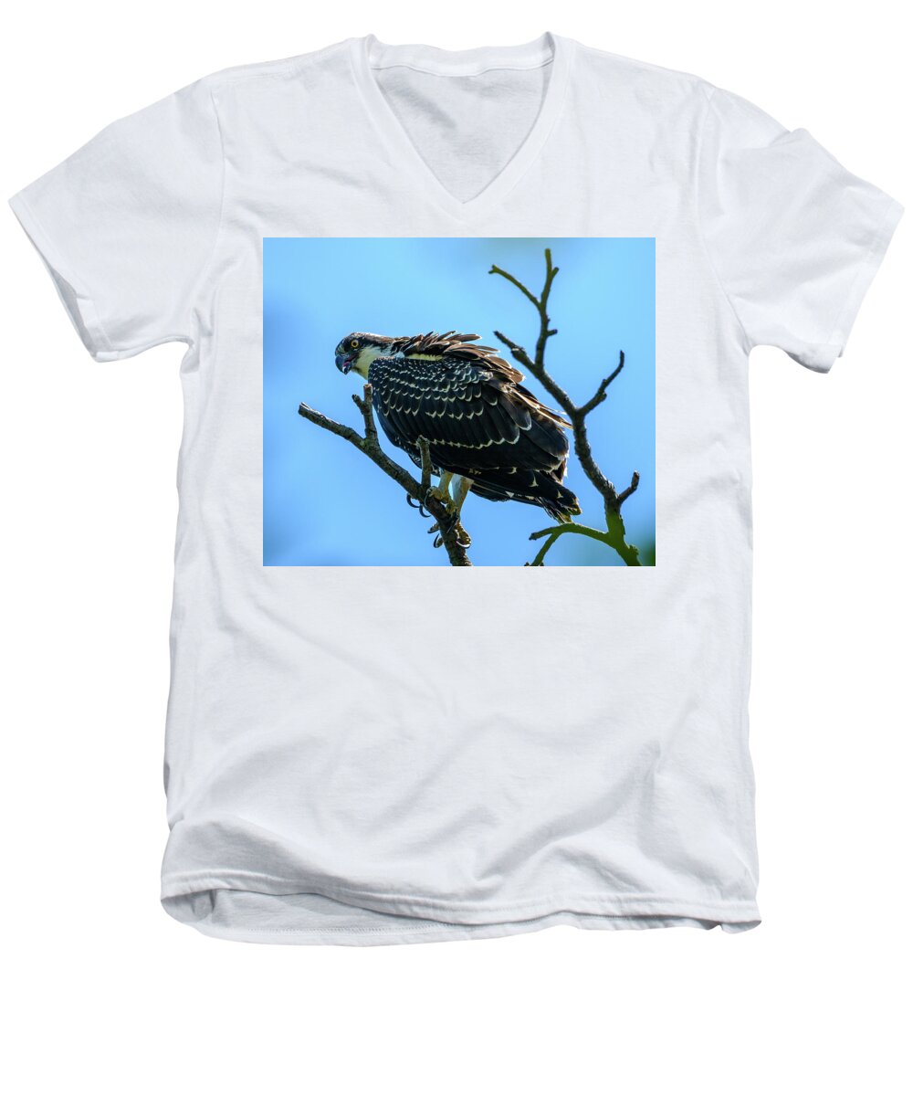 Osprey Men's V-Neck T-Shirt featuring the photograph Osprey with Sun by Jerry Cahill