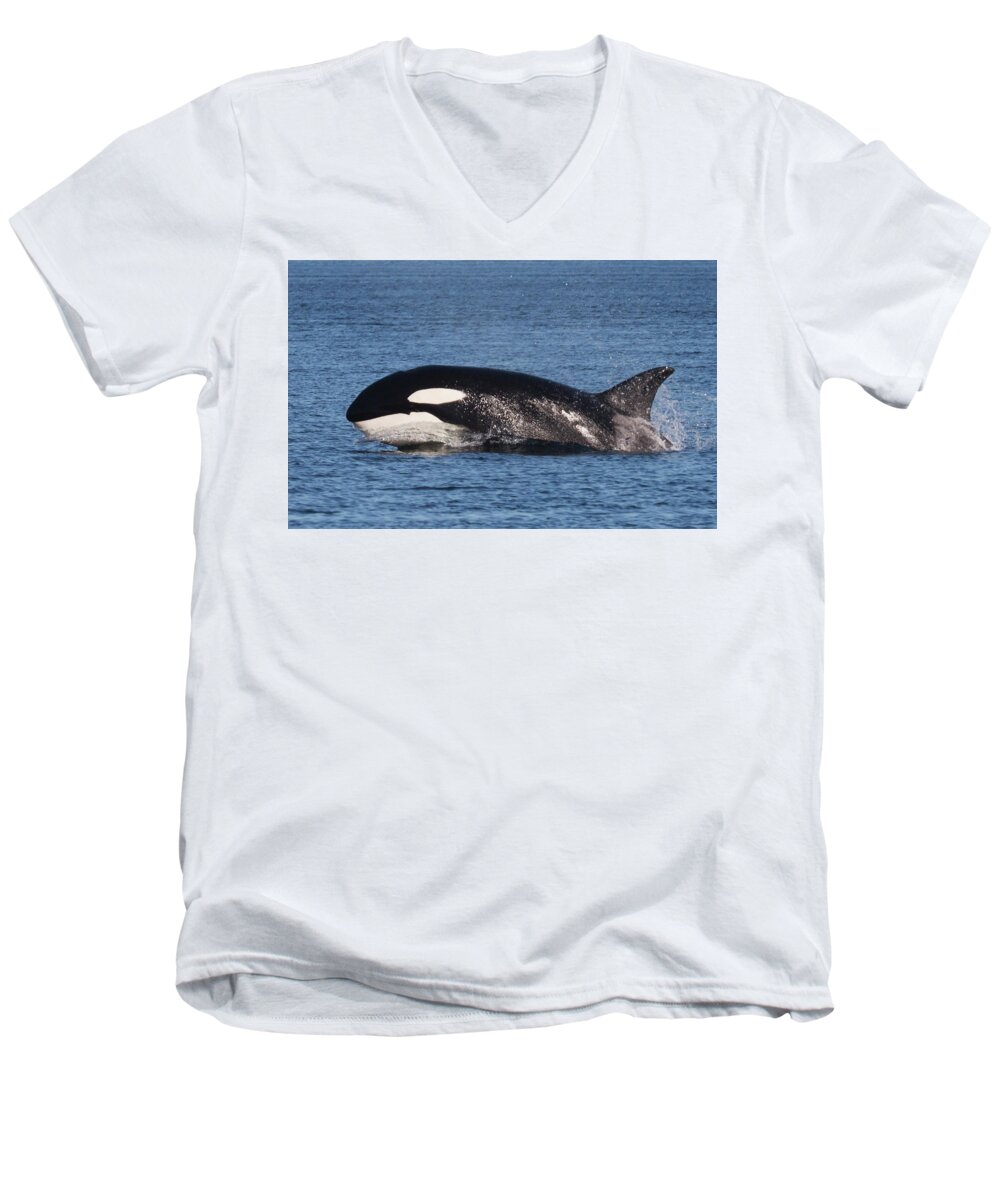 Orca Men's V-Neck T-Shirt featuring the photograph Porpoising Orca by Randy Hall