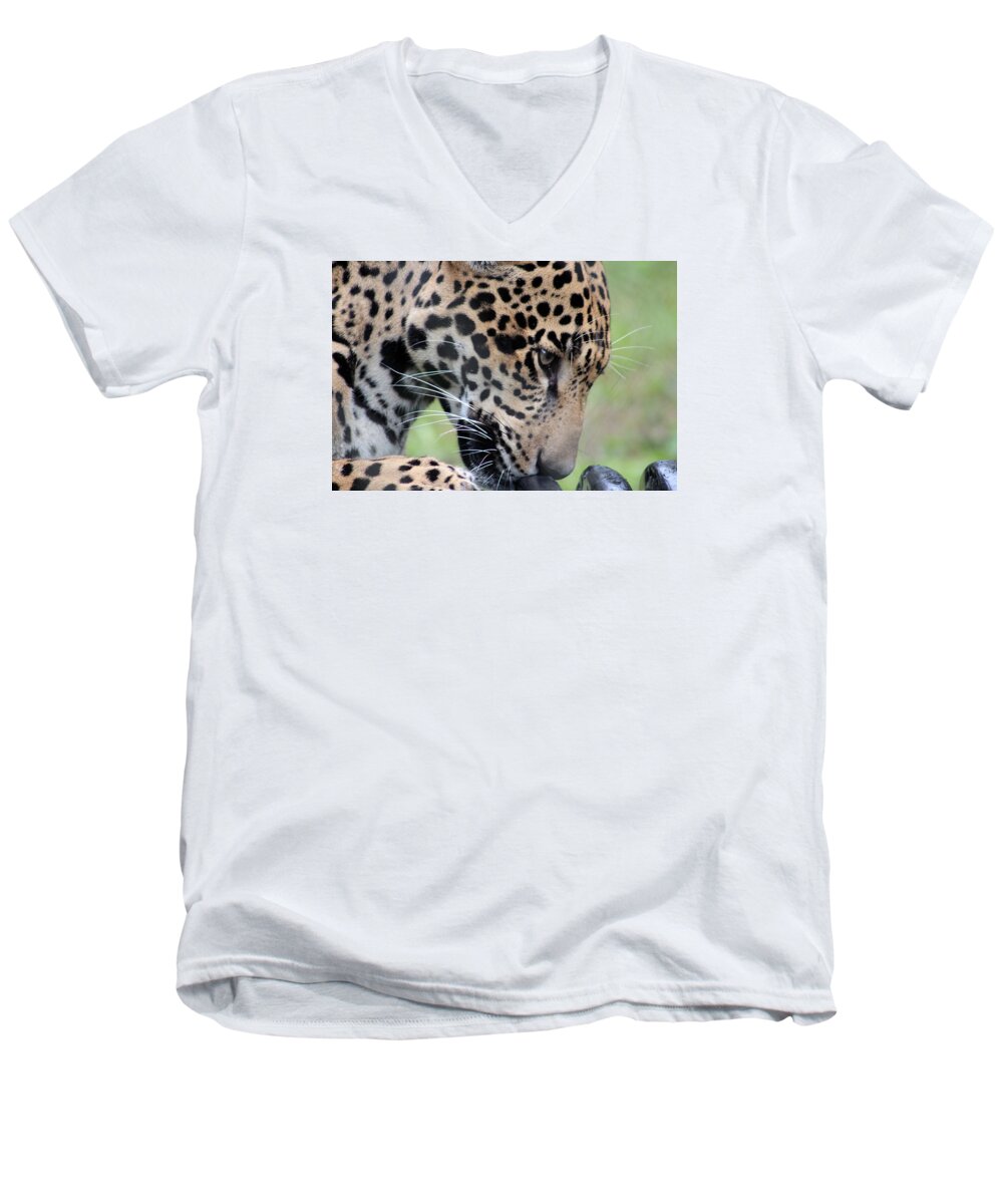 Jaguar Men's V-Neck T-Shirt featuring the photograph Jaguar and Toy by DB Hayes