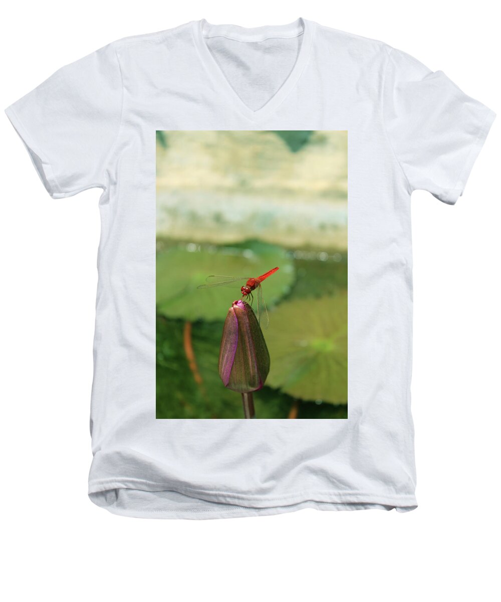 Dragonfly Men's V-Neck T-Shirt featuring the photograph Red Dragonfly at Lady Buddha by Samantha Delory