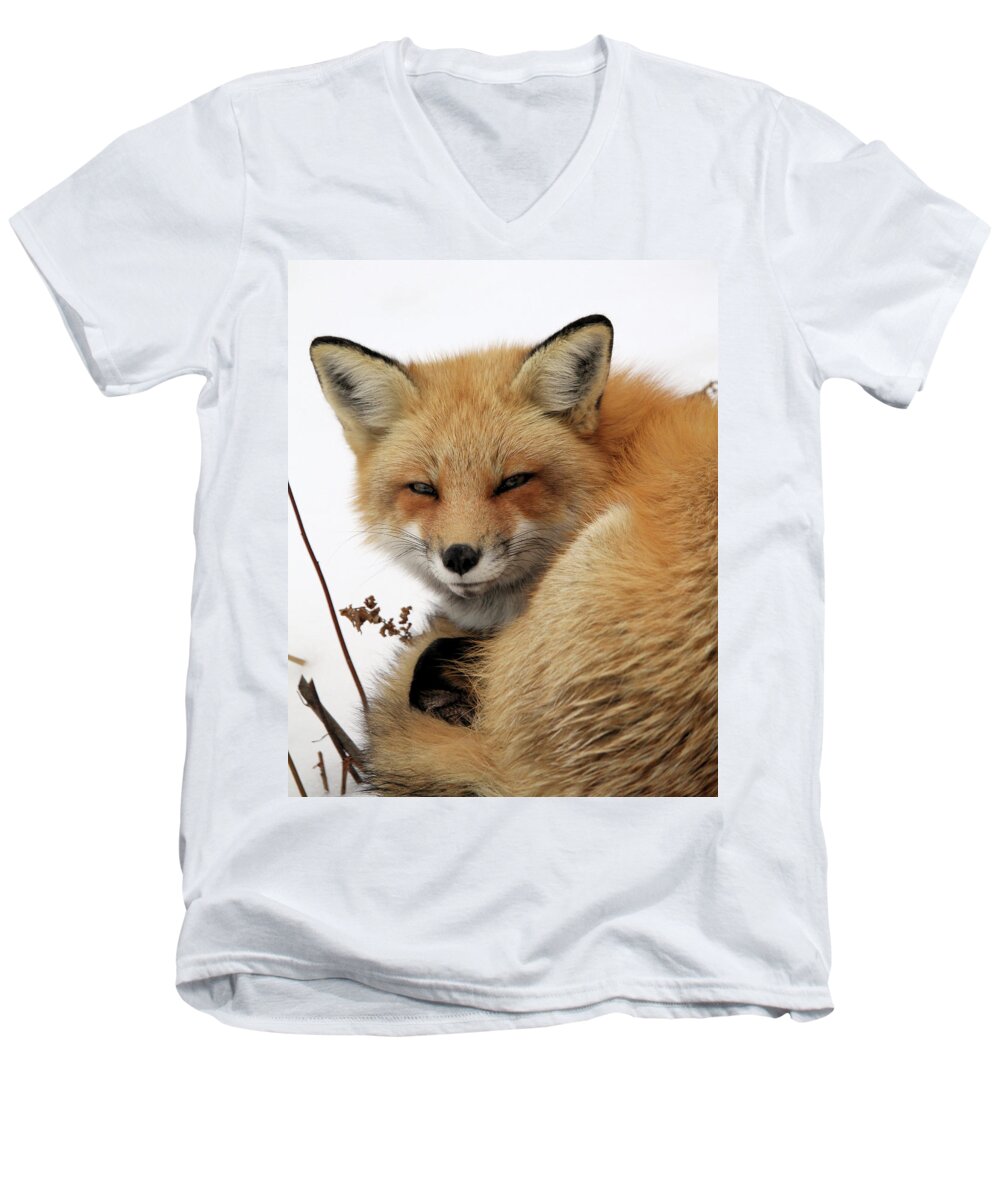 Red Fox Men's V-Neck T-Shirt featuring the photograph Red Fox in Snow by Doris Potter