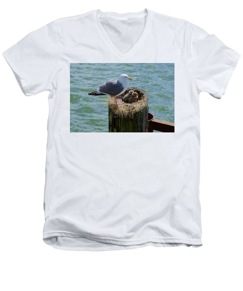 Seagull Men's V-Neck T-Shirt featuring the photograph Seagull Family by Richard J Cassato