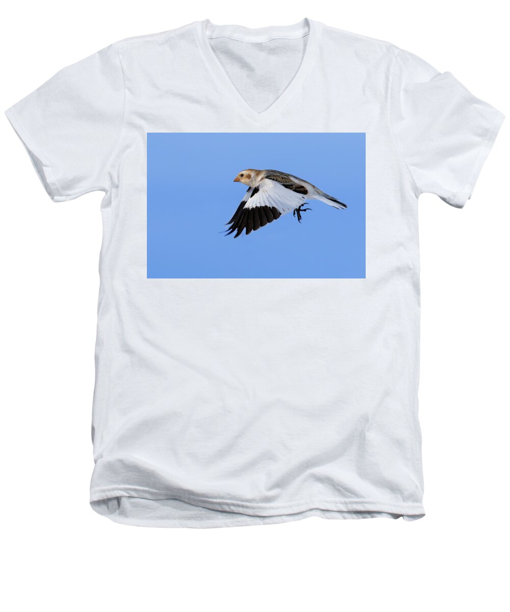 Bunting Men's V-Neck T-Shirt featuring the photograph Snow Bunting in flight by Mircea Costina Photography