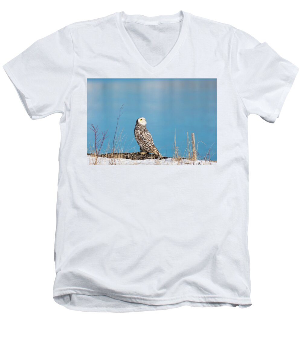 Snowy Owl Owls Snow Outside Outdoors Nature Natural Wild Life Wildlife Ornithology Birds Bird Birding Turn Around Turning Twisting Twist Watching Providence Ri Rhode Island Newengland New England Brian Hale Brianhalephoto Atlantic Ocean Men's V-Neck T-Shirt featuring the photograph Snowy Watching a Plane by Brian Hale