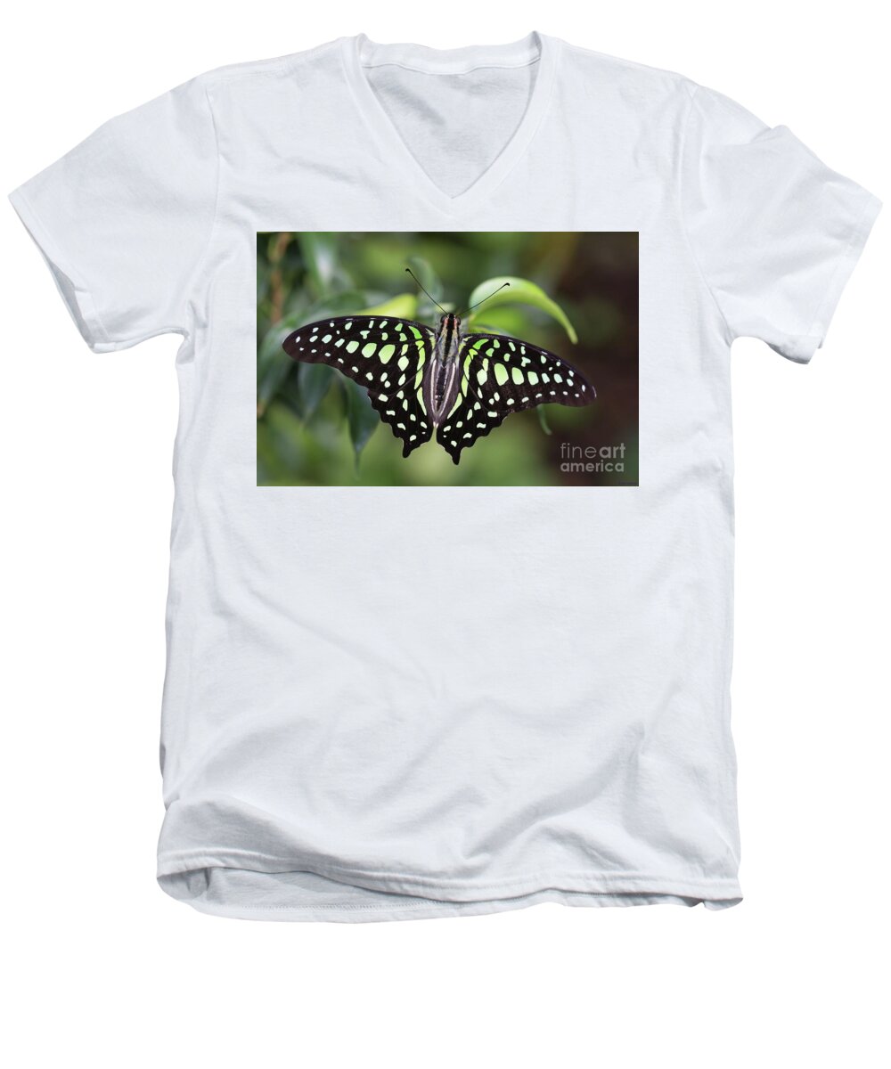 Tailed Jay Men's V-Neck T-Shirt featuring the photograph Tailed Jay by Eva Lechner