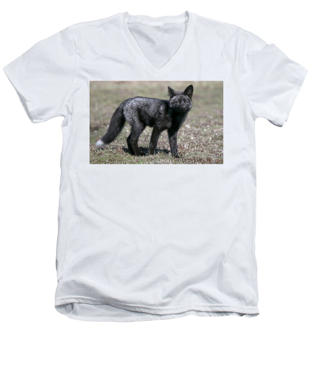 Black Fox Men's V-Neck T-Shirt featuring the photograph Curious by Elvira Butler