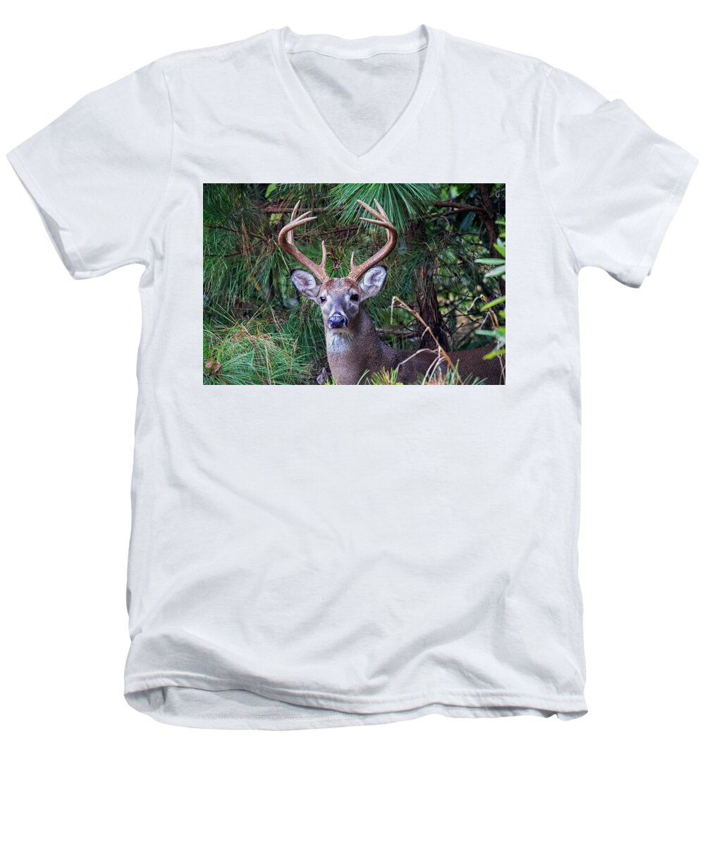 Deer Men's V-Neck T-Shirt featuring the photograph Whitetail Deer by Bob Decker