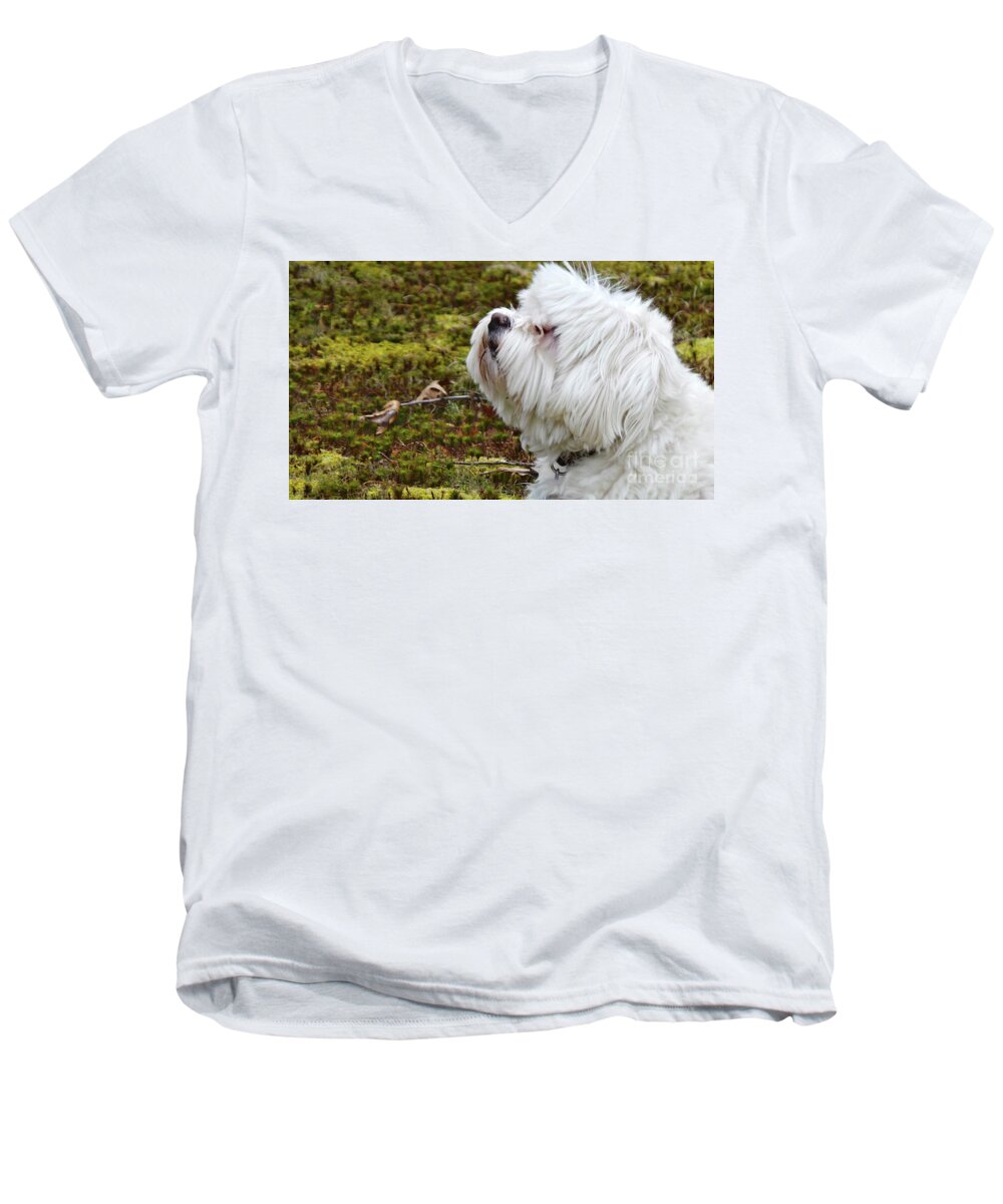 Havanese Men's V-Neck T-Shirt featuring the photograph Charming Havanese Dog in Autumn by Charlie Cliques