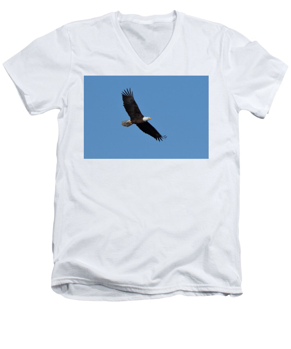 Bald Eagle Men's V-Neck T-Shirt featuring the photograph Bald Eagle at Bosque del Apache by Steve Wolfe