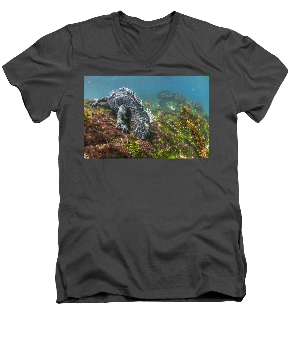 Tui De Roy Men's V-Neck T-Shirt featuring the photograph Marine Iguana Feeding On Algae Punta #1 by Tui De Roy