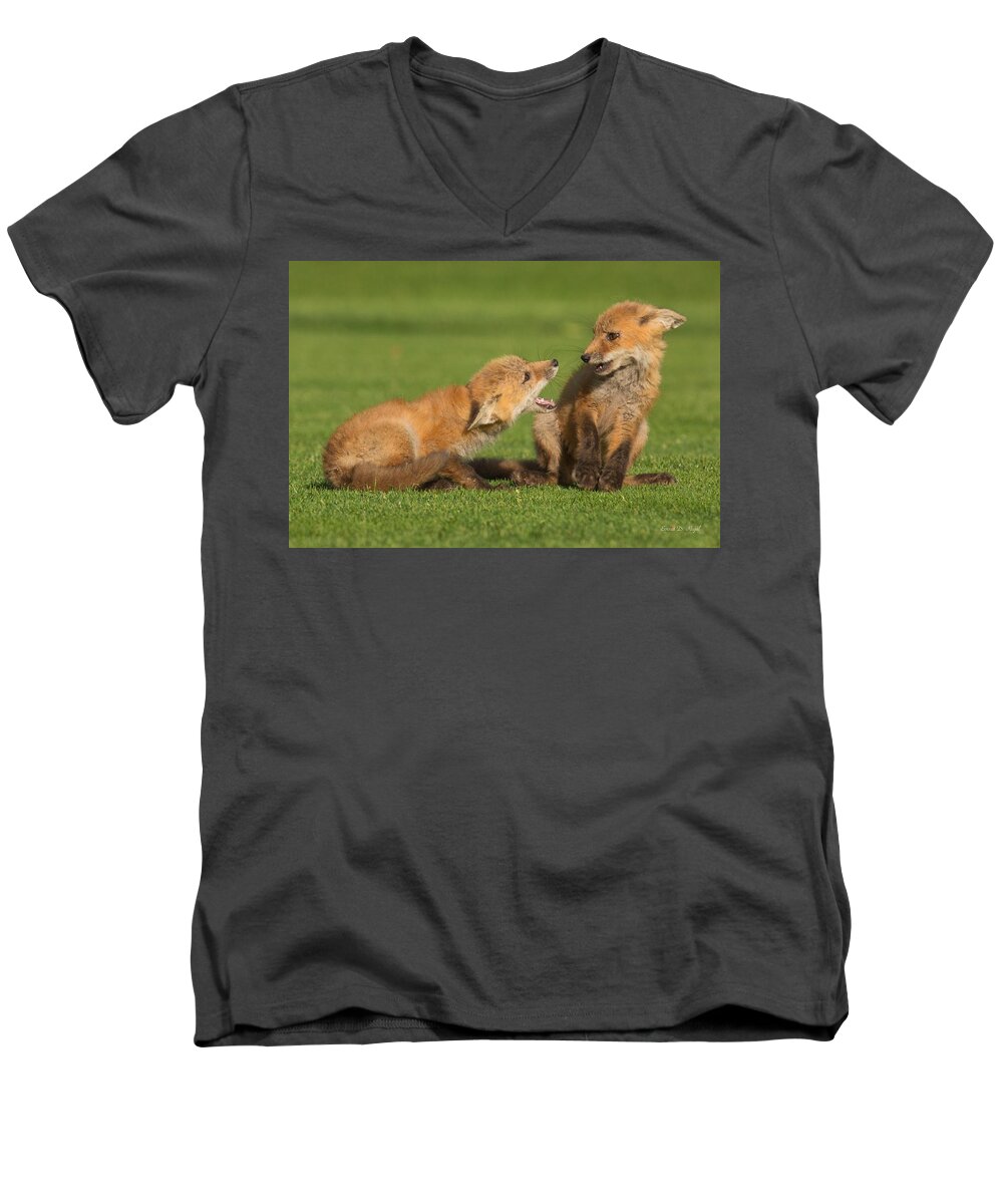 Fox Men's V-Neck T-Shirt featuring the photograph Red Fox kits #2 by Everet Regal