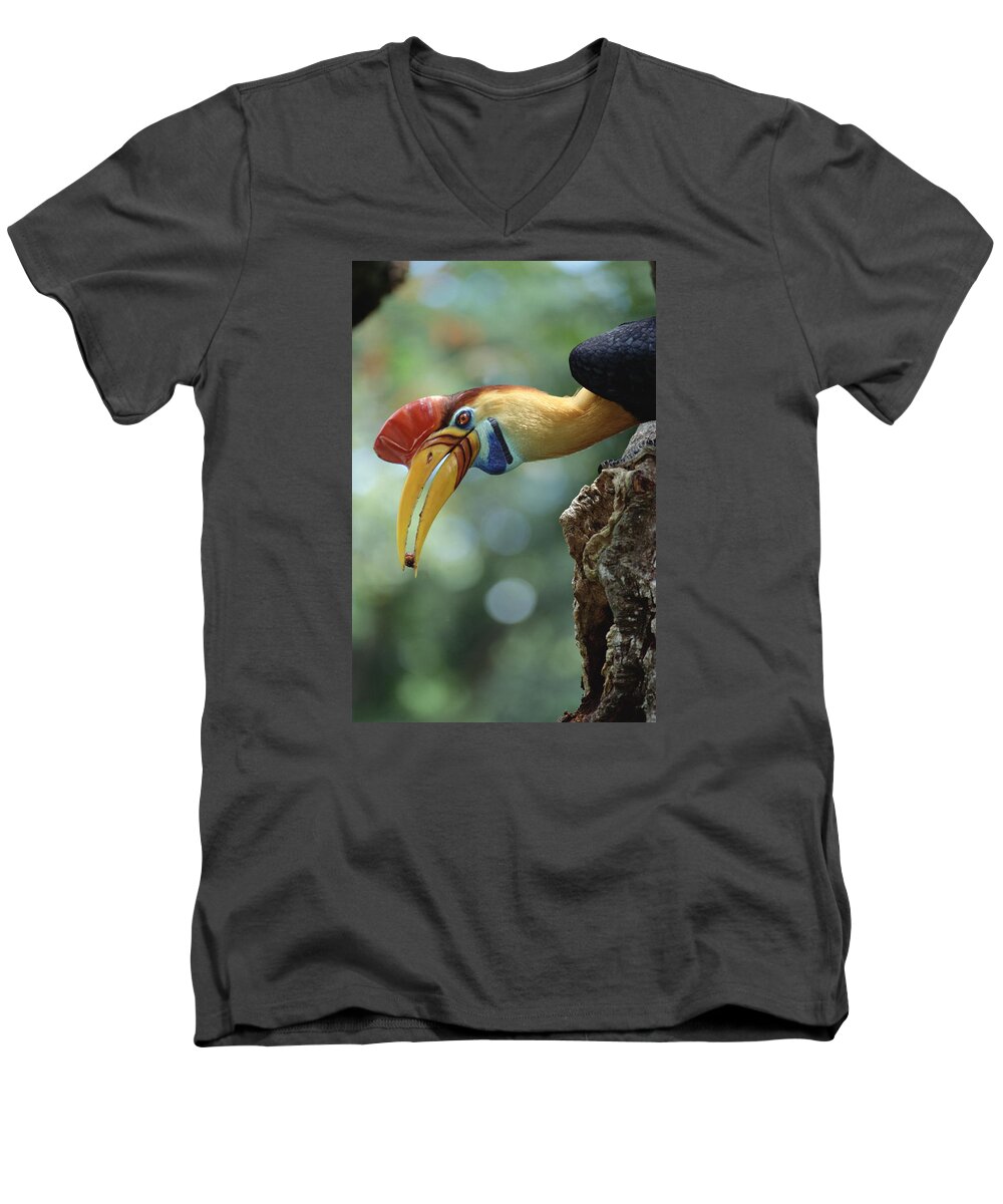 Feb0514 Men's V-Neck T-Shirt featuring the photograph Sulawesi Red-knobbed Hornbill Male #4 by Tui De Roy