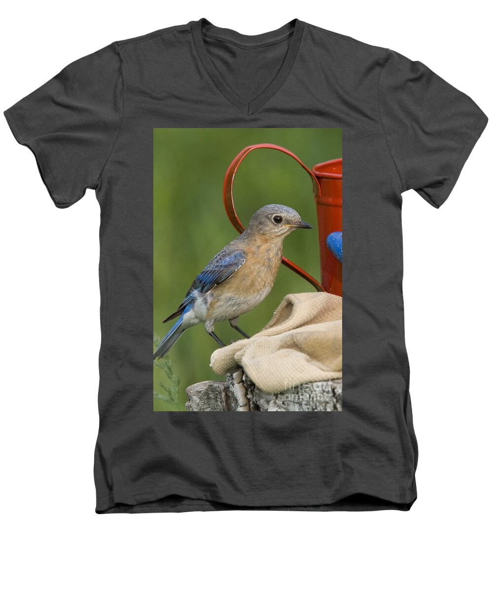 Fauna Men's V-Neck T-Shirt featuring the photograph Female Eastern Bluebird #11 by Linda Freshwaters Arndt
