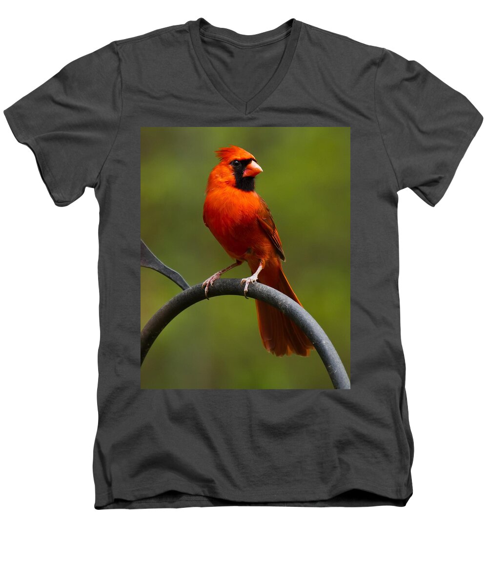 Male Cardinal Men's V-Neck T-Shirt featuring the photograph Male Cardinal #2 by Robert L Jackson