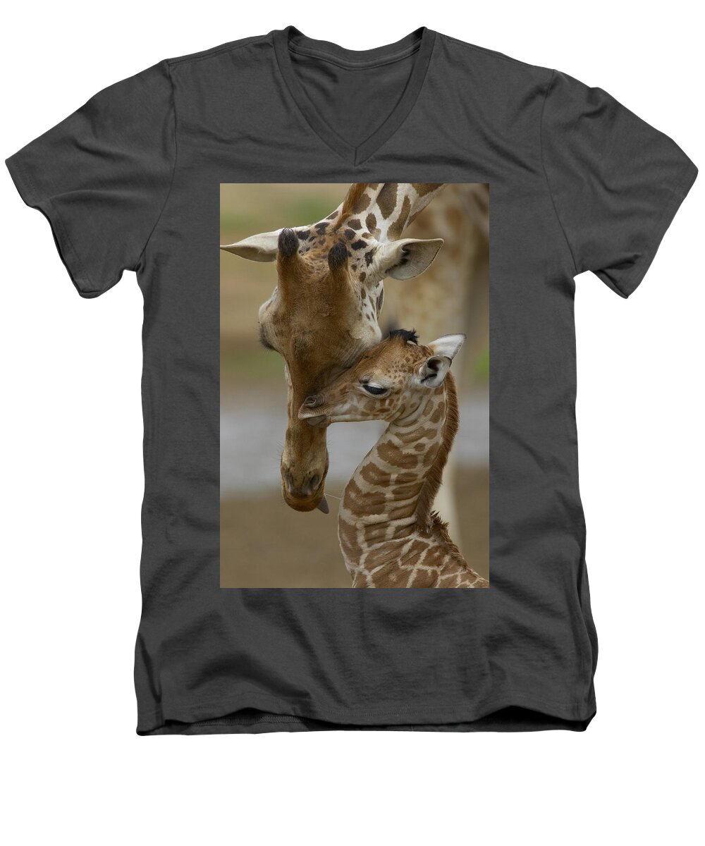00119300 Men's V-Neck T-Shirt featuring the photograph Rothschild Giraffes Nuzzling by San Diego Zoo