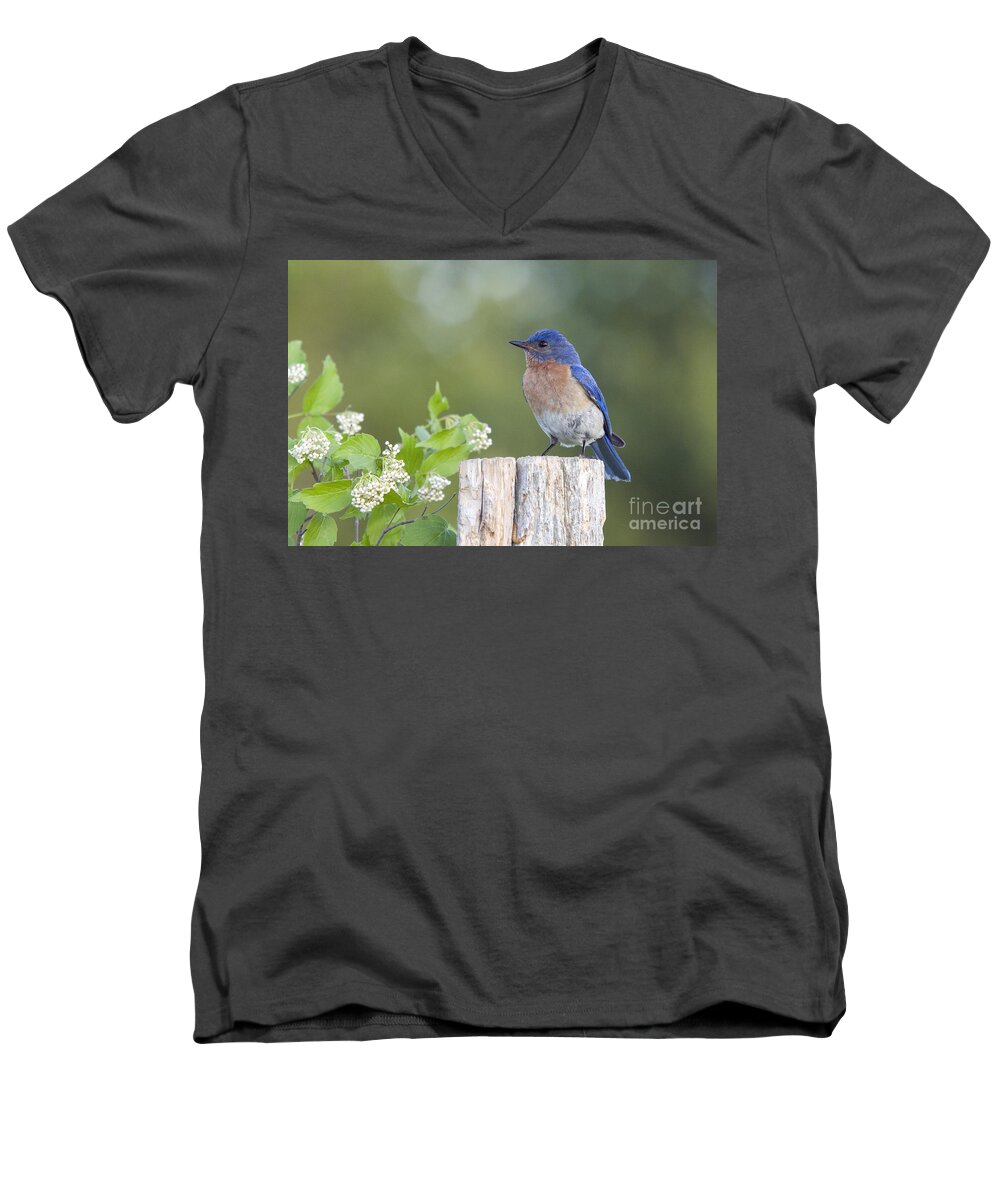 Fauna Men's V-Neck T-Shirt featuring the photograph Female Eastern Bluebird #3 by Linda Freshwaters Arndt