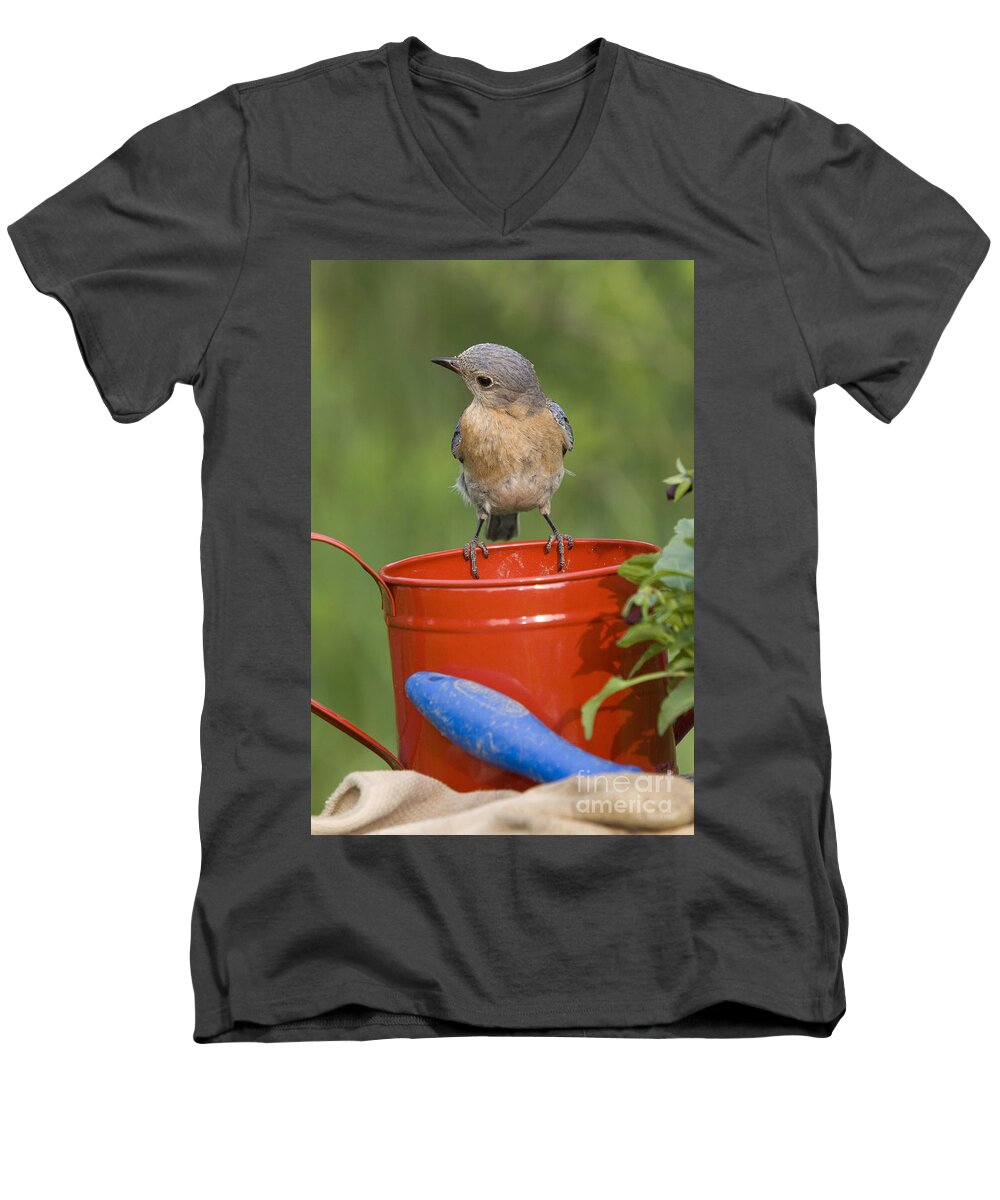Fauna Men's V-Neck T-Shirt featuring the photograph Female Eastern Bluebird #4 by Linda Freshwaters Arndt