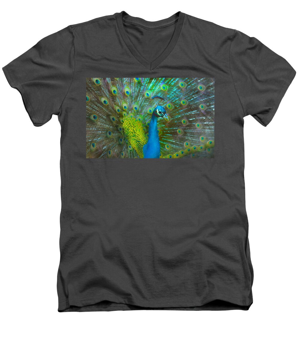Peacock Men's V-Neck T-Shirt featuring the photograph Peacock Face Mask by Patricia Dennis