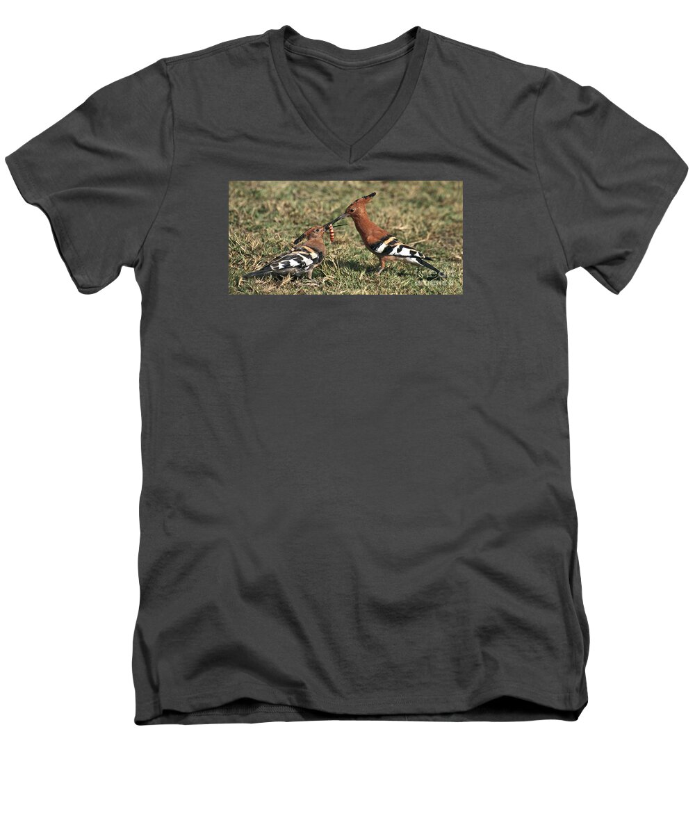 Young Bird Men's V-Neck T-Shirt featuring the photograph African Hoopoe feeding young by Liz Leyden