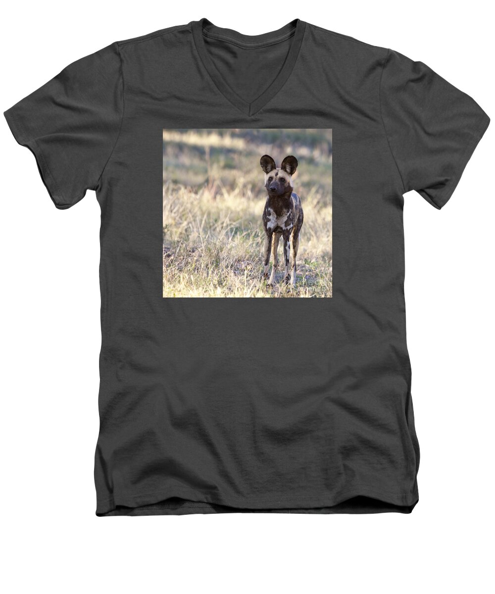 African Wild Dog Men's V-Neck T-Shirt featuring the photograph African Wild Dog Lycaon pictus by Liz Leyden