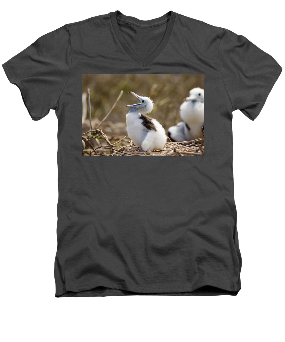 Baby Frigate Bird Men's V-Neck T-Shirt featuring the photograph Baby Frigate Bird by Allan Morrison