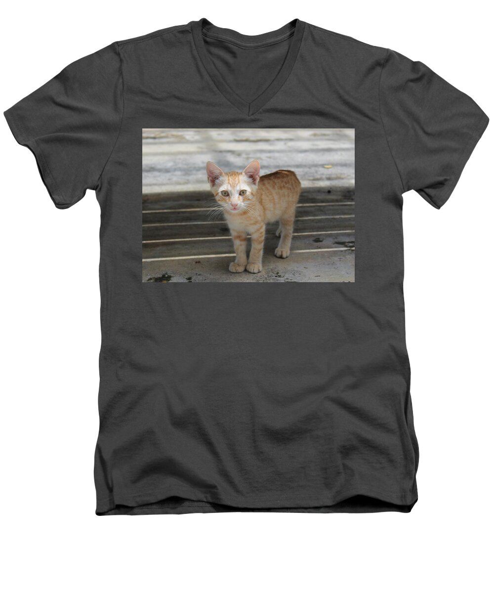 Orange Men's V-Neck T-Shirt featuring the photograph Baby Kitty by Catie Canetti