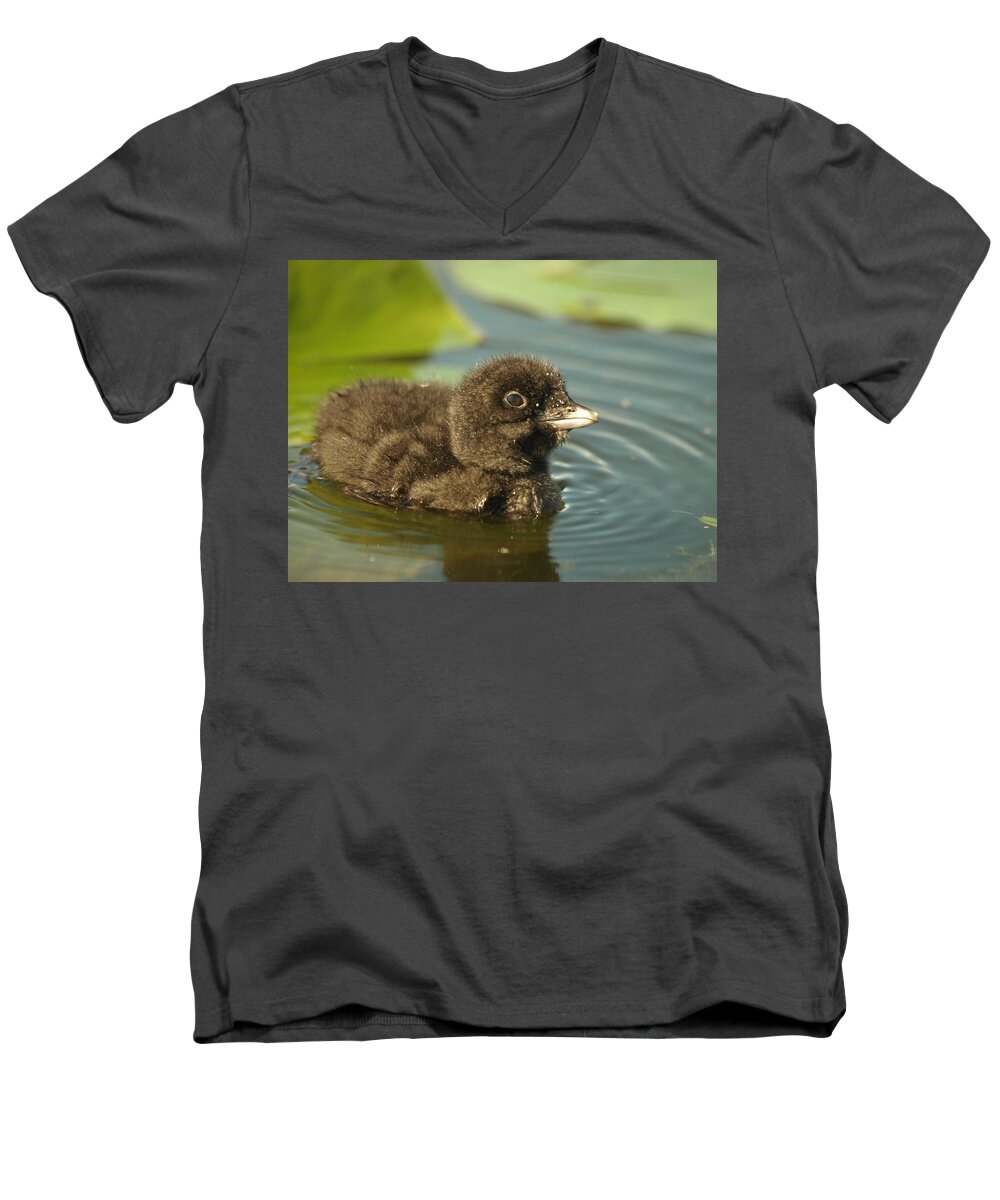 Common Loon Men's V-Neck T-Shirt featuring the photograph Baby Loon by James Peterson