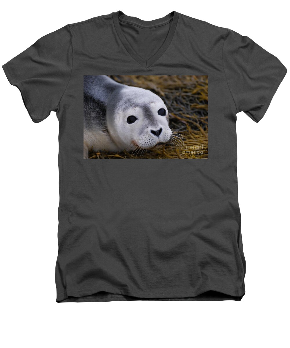 Seal Men's V-Neck T-Shirt featuring the photograph Baby Seal by DejaVu Designs