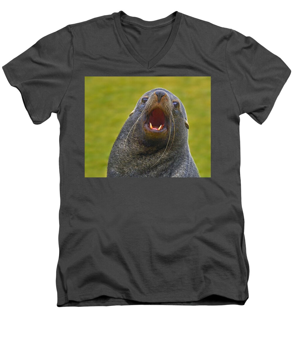 Antarctic Fur Seal Men's V-Neck T-Shirt featuring the photograph Beach Master by Tony Beck