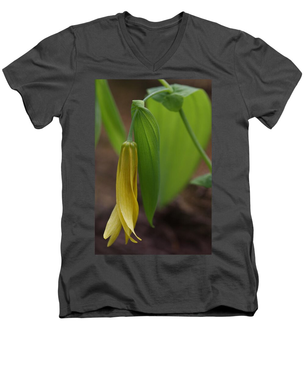 Bellwort Men's V-Neck T-Shirt featuring the photograph Bellwort Or Uvularia grandiflora by Daniel Reed