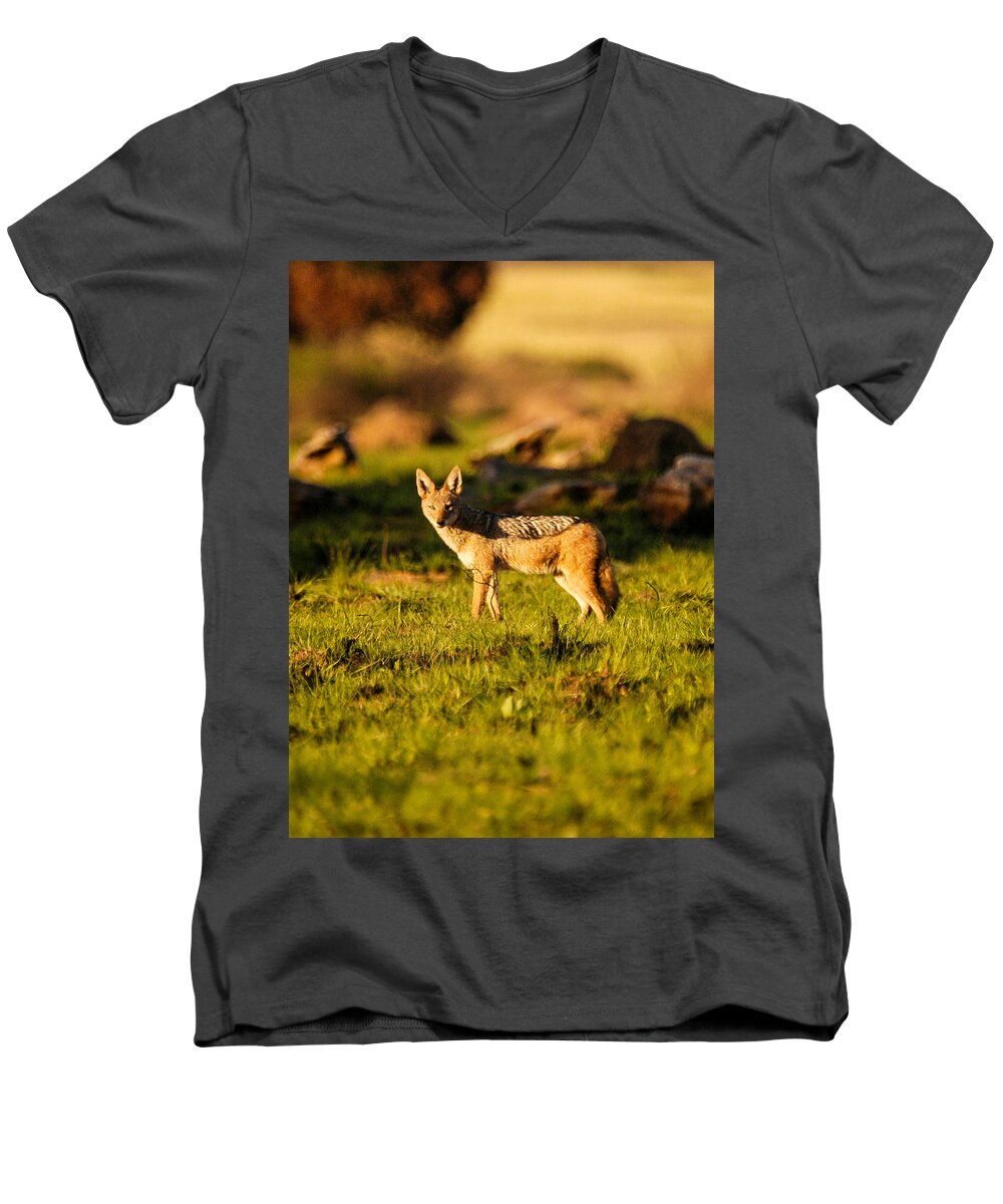 Africa Men's V-Neck T-Shirt featuring the photograph Black backed jackal by Alistair Lyne