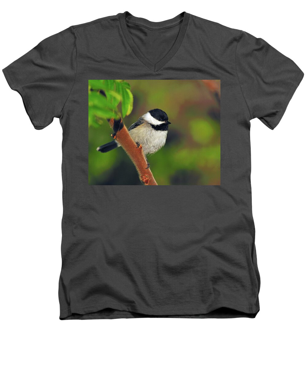 Black-capped Chickadee Men's V-Neck T-Shirt featuring the photograph Black-capped Chickadee by Tony Beck