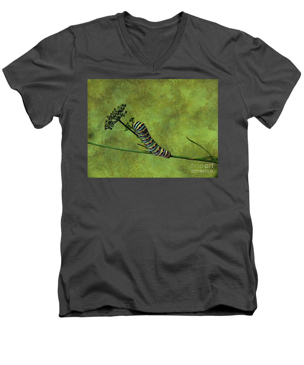 Insect Men's V-Neck T-Shirt featuring the photograph Black Swallowtail Caterpillar by Judi Bagwell
