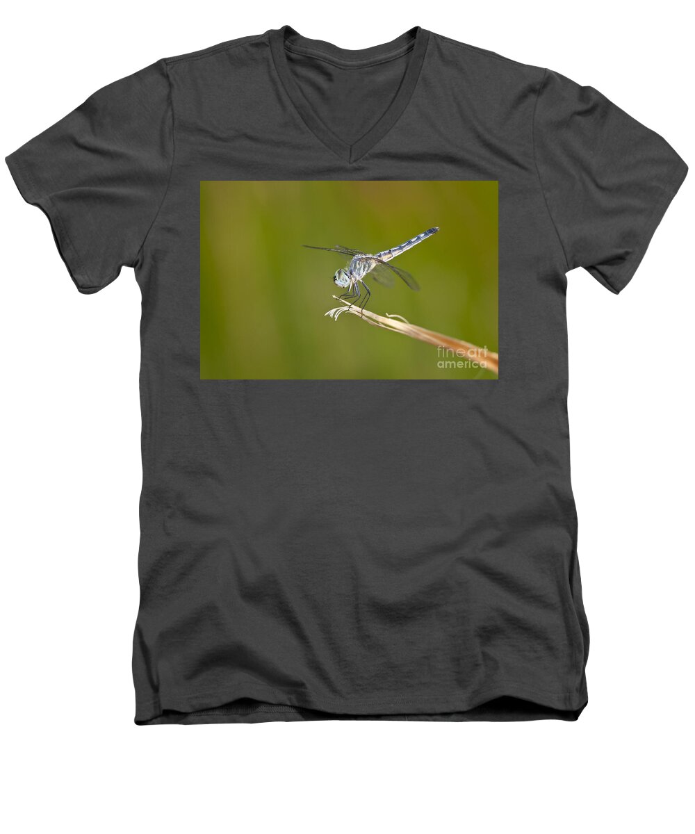 Dragonfly Men's V-Neck T-Shirt featuring the photograph Blue Dasher on the edge by Bryan Keil