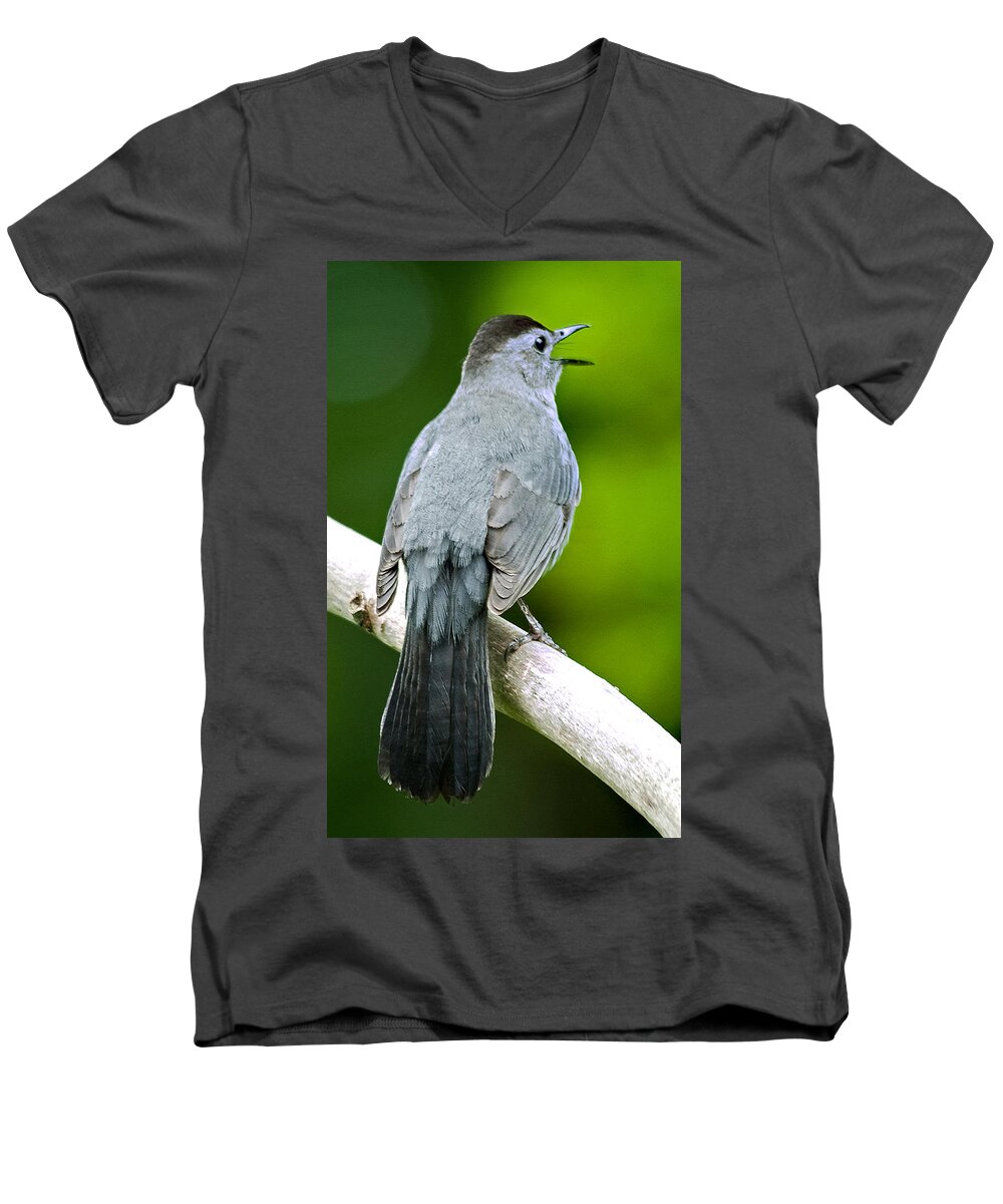 Bird Men's V-Neck T-Shirt featuring the photograph Catbird Calling Its Mate by A Macarthur Gurmankin