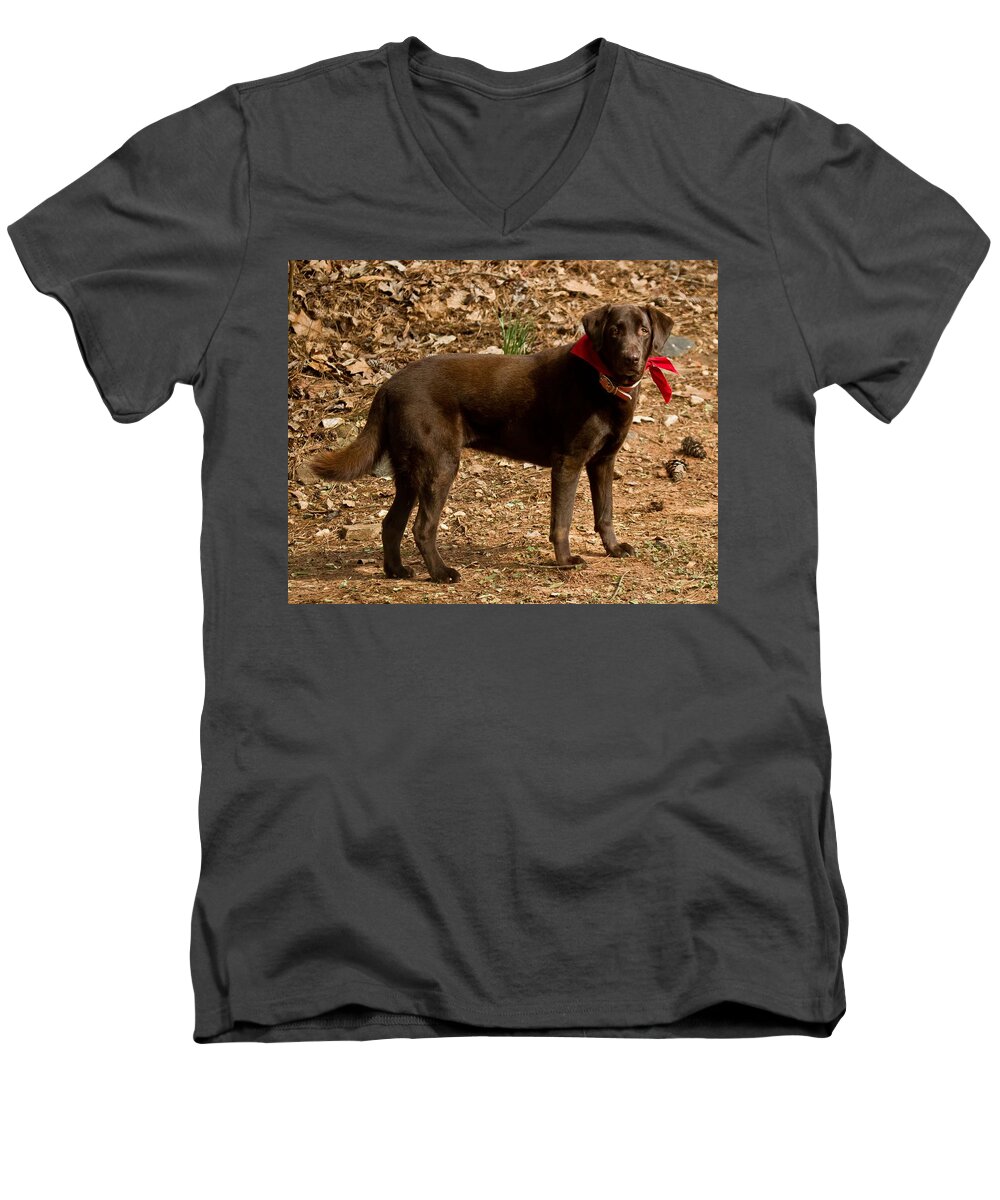 Cocoa Men's V-Neck T-Shirt featuring the photograph Chocolate Lab by Robert L Jackson