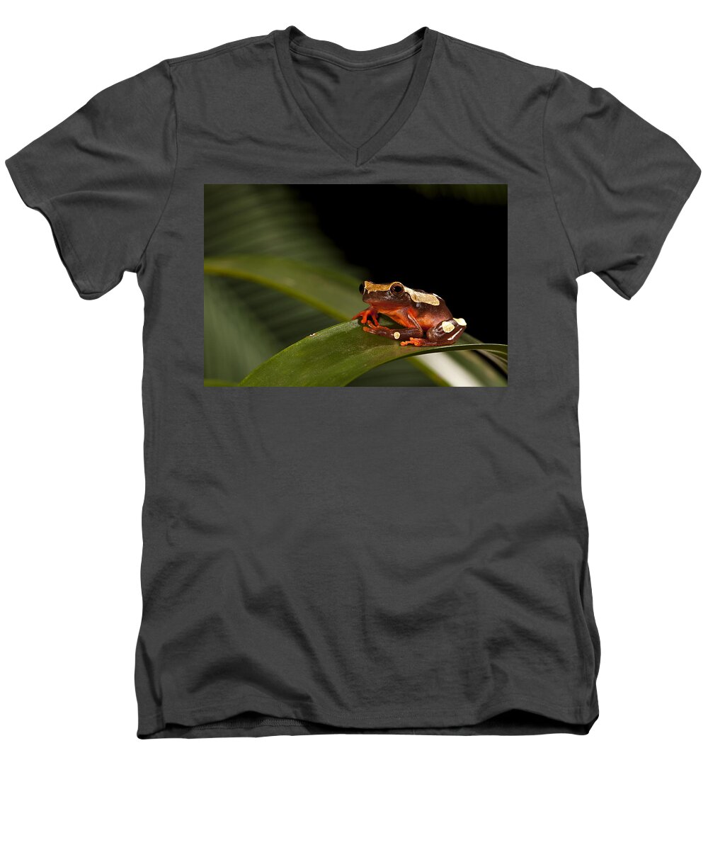 Frog Men's V-Neck T-Shirt featuring the photograph Clown by Jack Milchanowski