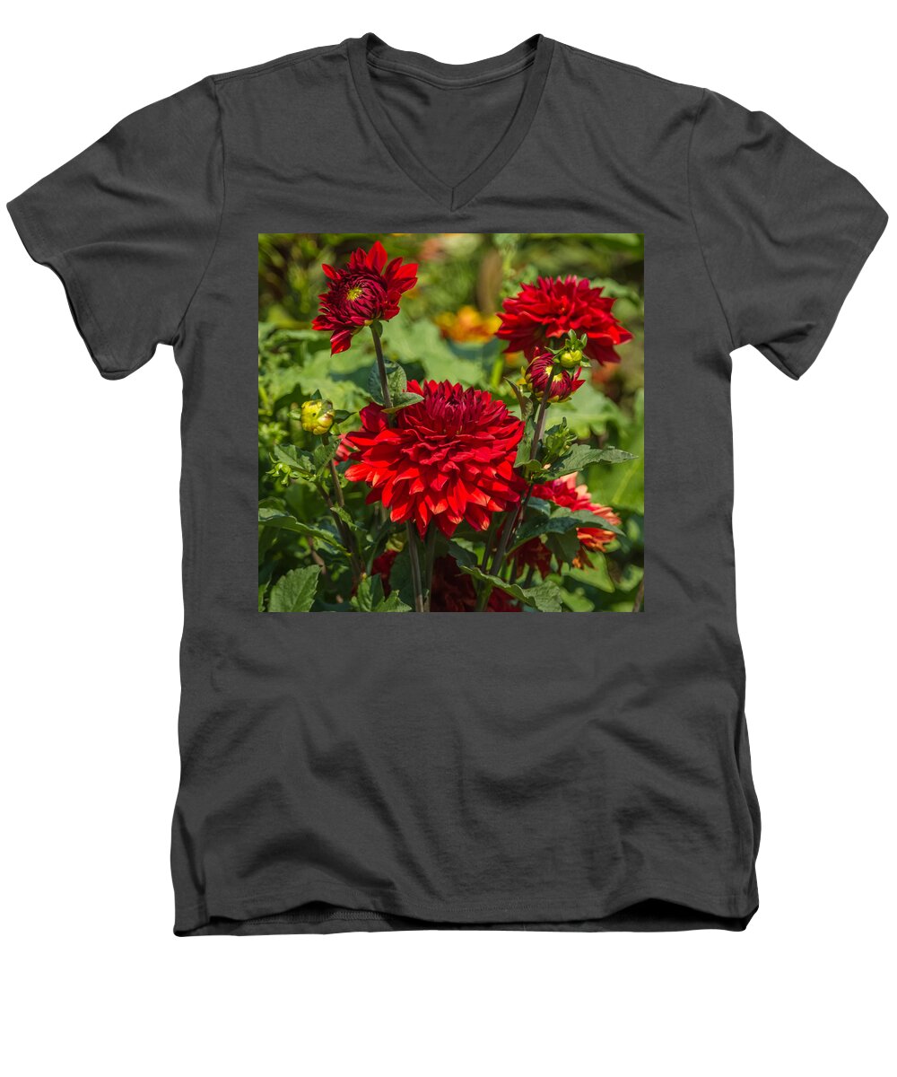 Flower Men's V-Neck T-Shirt featuring the photograph Cluster of Dahlias by Jane Luxton