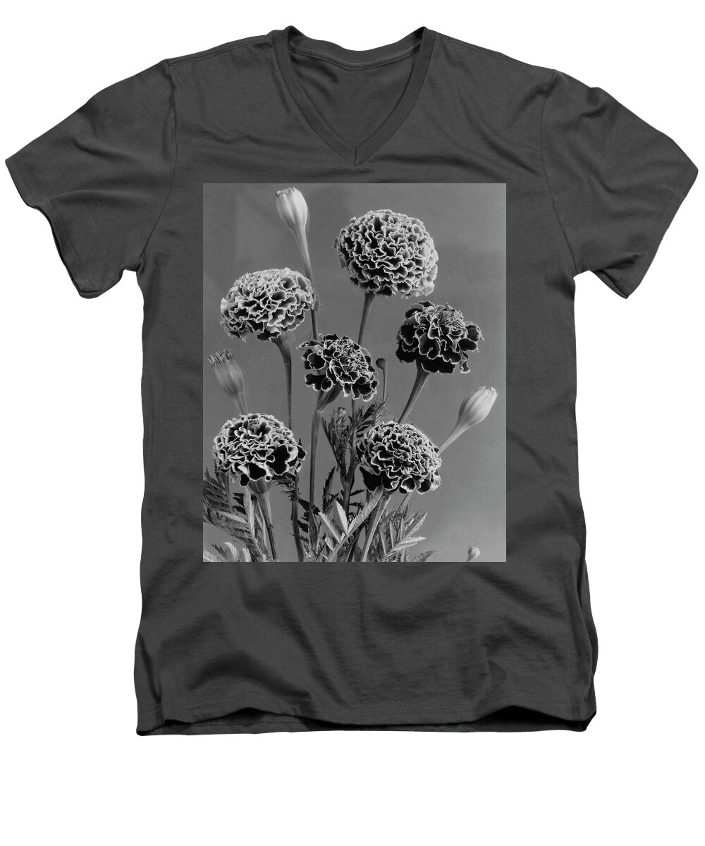 Flowers Men's V-Neck T-Shirt featuring the photograph Dwarf Monarch Marigolds by J. Horace McFarland