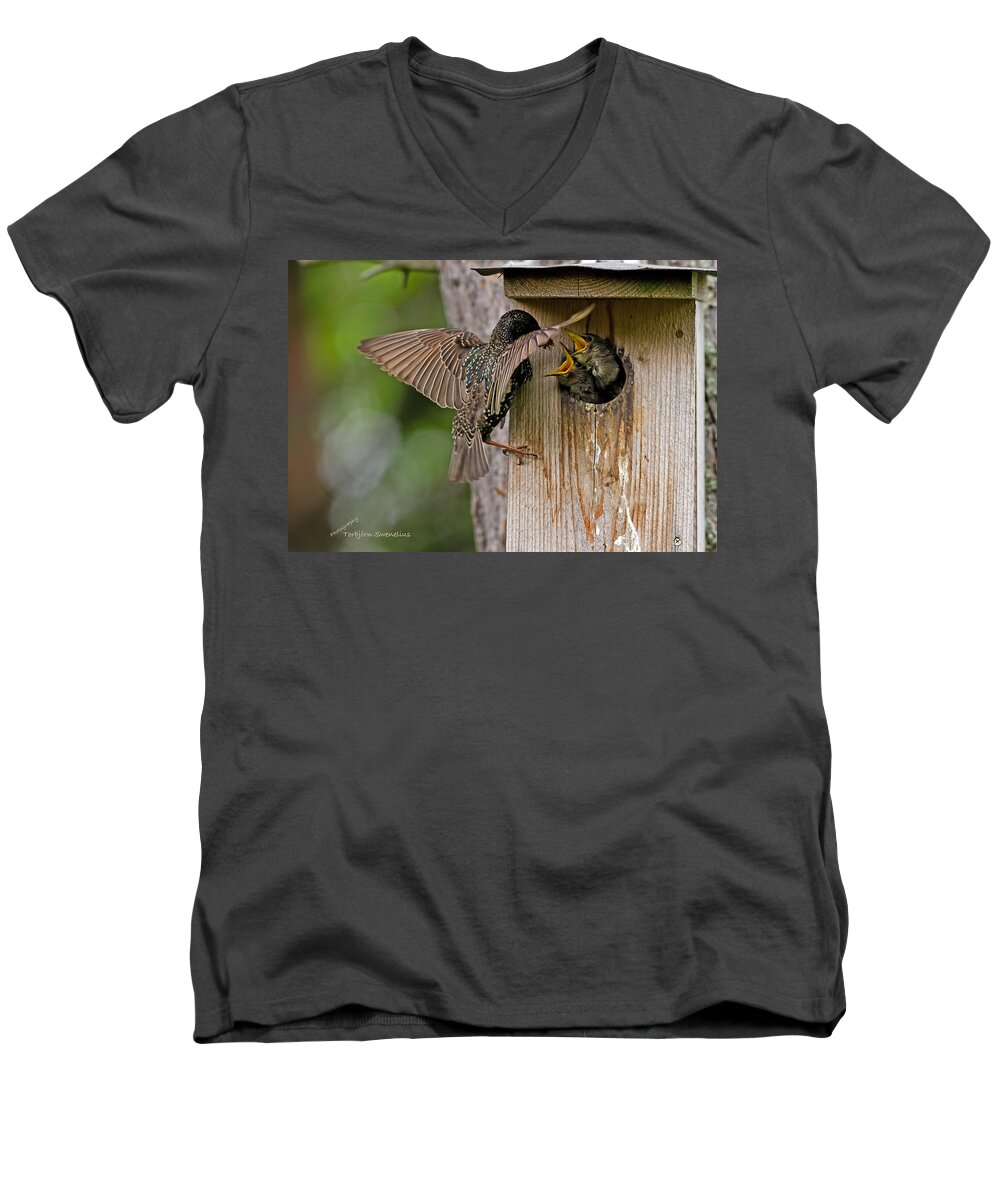 Feeding Starlings Men's V-Neck T-Shirt featuring the photograph Feeding Starlings by Torbjorn Swenelius
