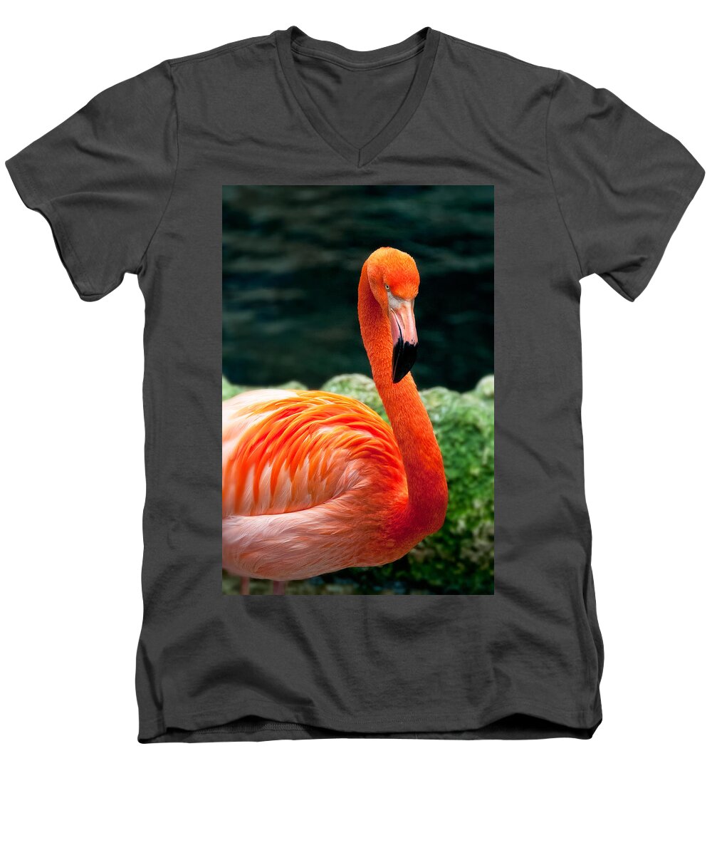 Flamingo Men's V-Neck T-Shirt featuring the photograph Flamingo Posing by Joe Ownbey