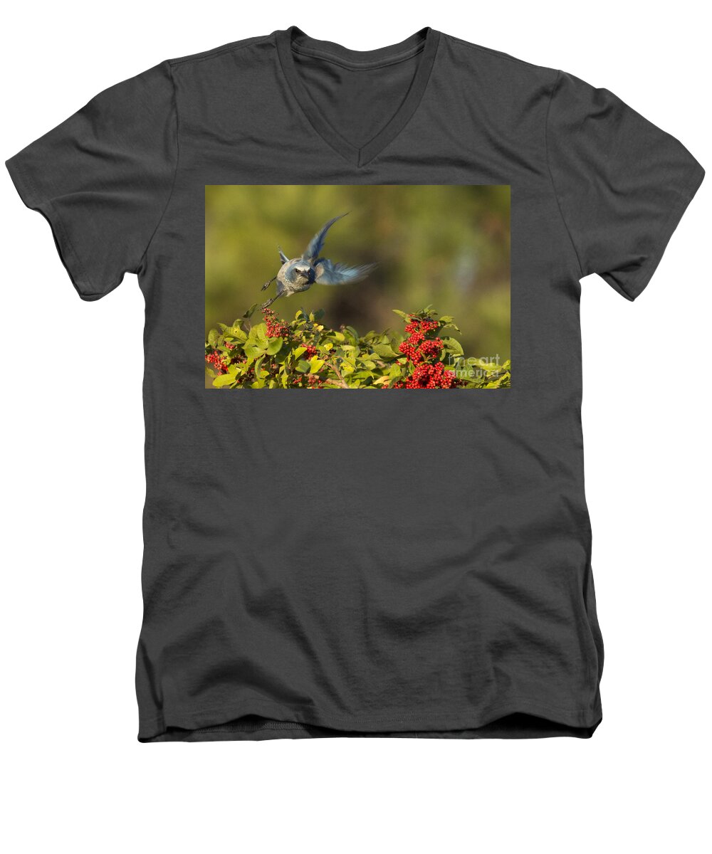 Florida Scrub Jay Men's V-Neck T-Shirt featuring the photograph Flying Florida Scrub Jay Photo by Meg Rousher